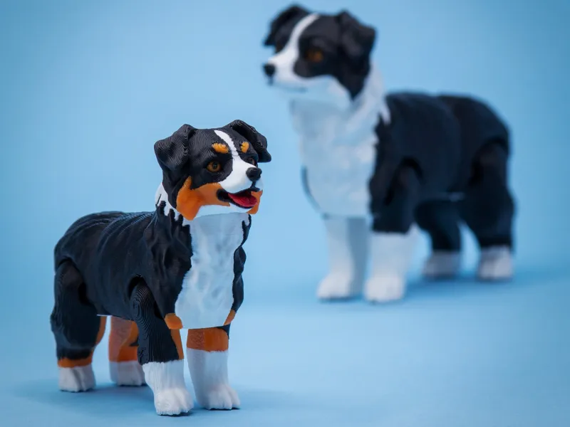 Australian Shepherd